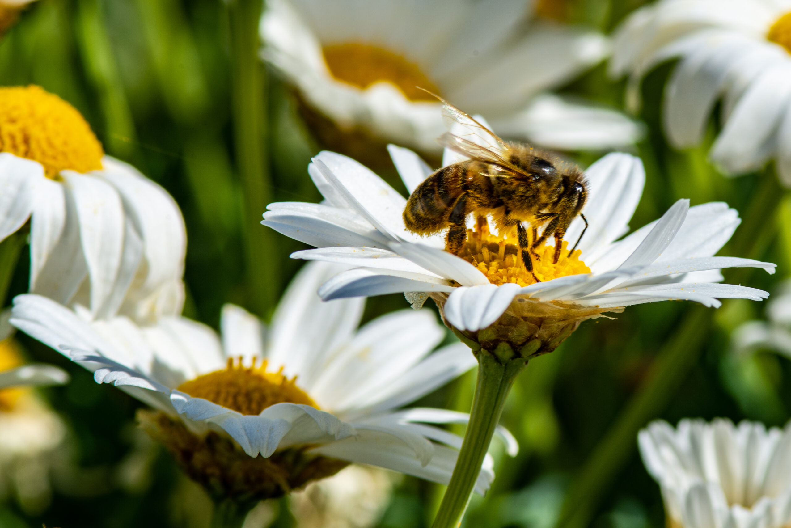macro of a bee