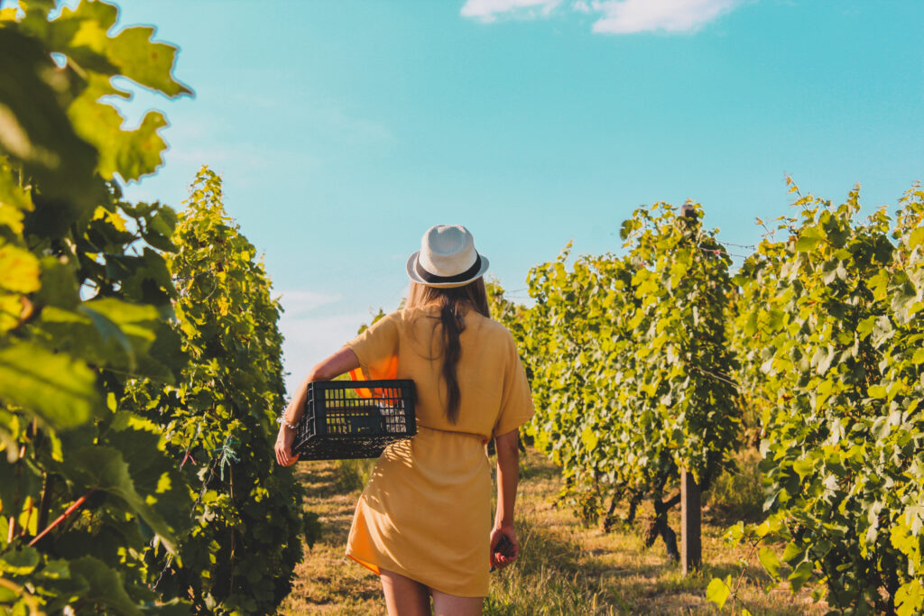 back view of a female in the vineyard